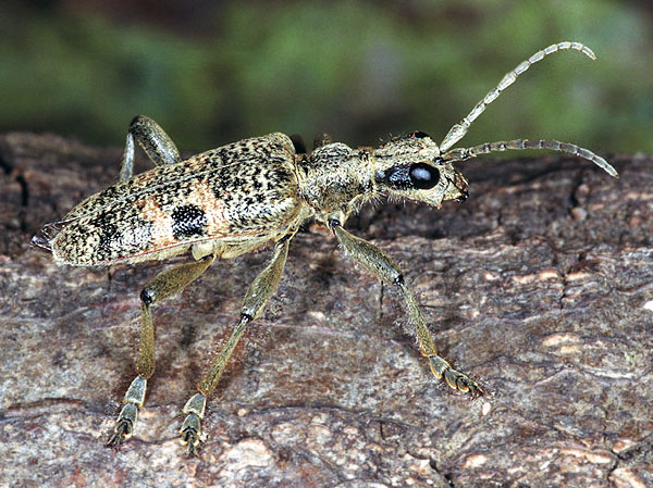 Rhagium mordax