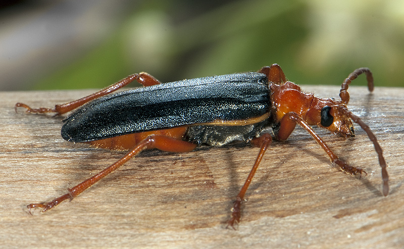 Rhamnusium bicolor bicolor