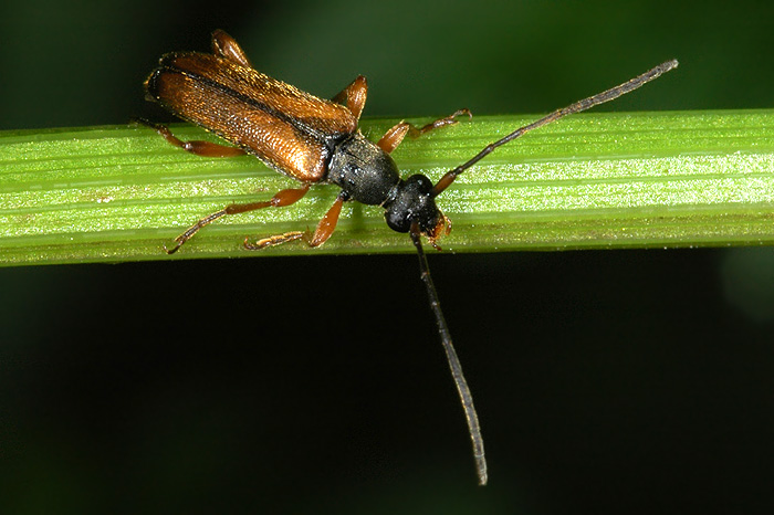 Alosterna tabacicolor