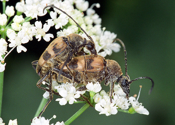 Judolia cerambyciformis