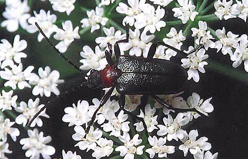 Gaurotes virginea