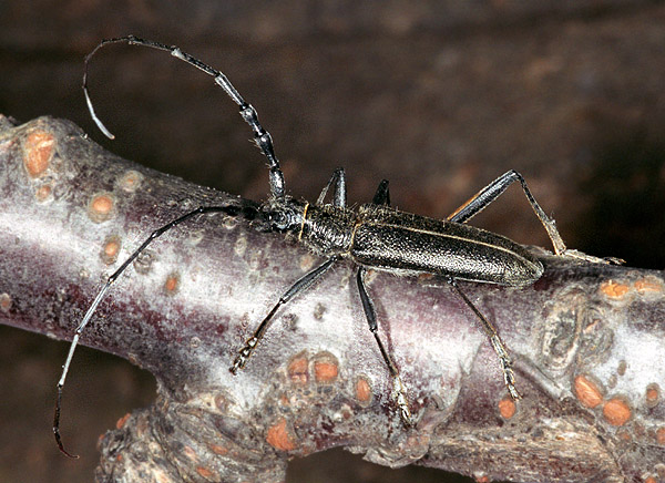 Cerambyx multiplicatus