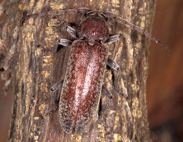 Trichoferus spartii