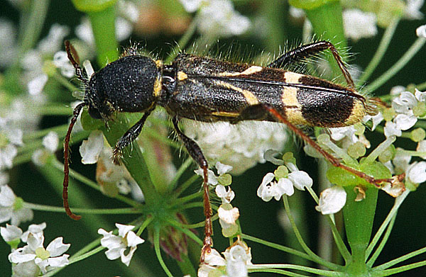 Cyrtoclytus capra