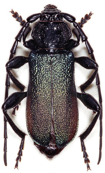 Ropalopus insubricus