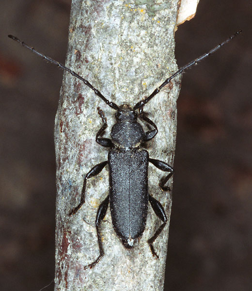 Ropalopus macropus