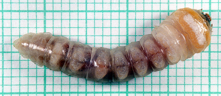 Necydalis ulmi - larva