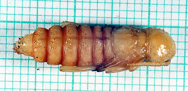 Xylotrechus rusticus - pupa