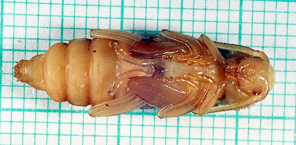 Xylotrechus rusticus - pupa