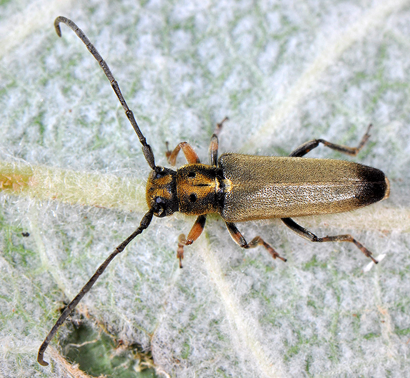 Phytoecia suworovi