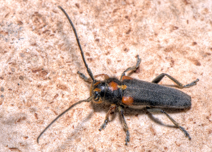 Phytoecia humeralis