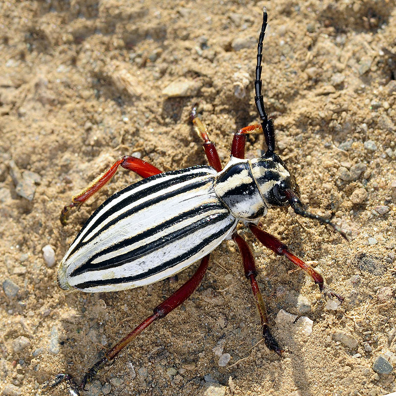 Dorcadion balchashense betpakdalense female