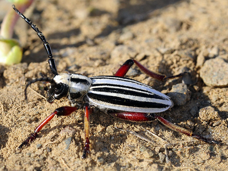 Dorcadion balchashense betpakdalense