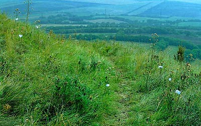 typical perching area of Bombus confusus males