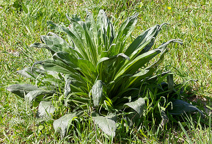 Echium glomeratum