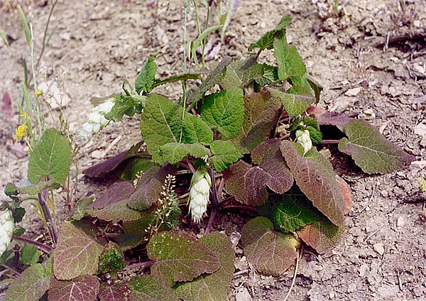 Salvia sclarea