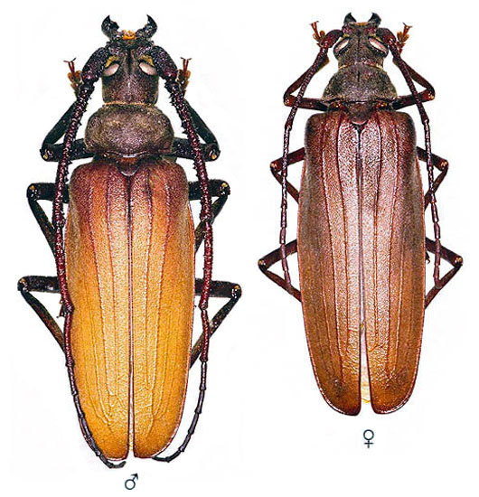 Aegosoma scabricorne