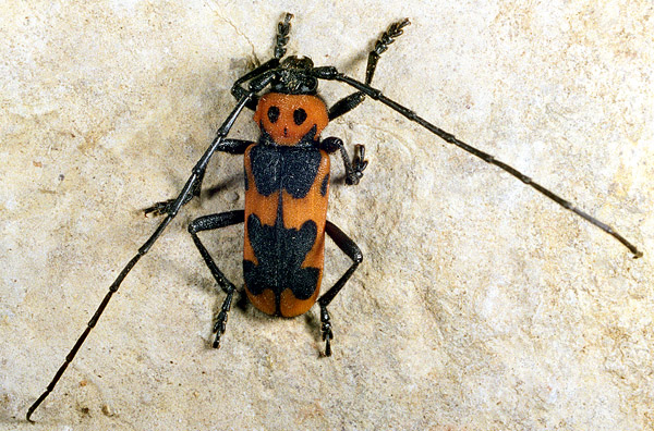 Purpuricenus budalmatinus