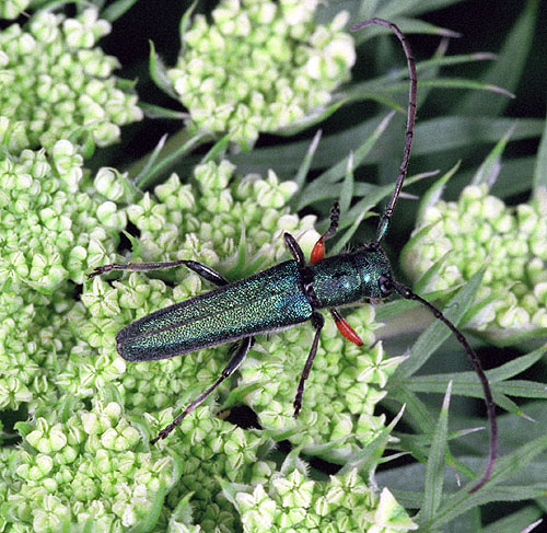 Phytoecia caerulea caerulea