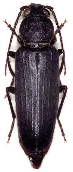 Arhopalus ferus