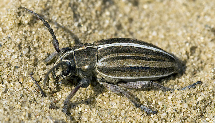 Dorcadion decipiens