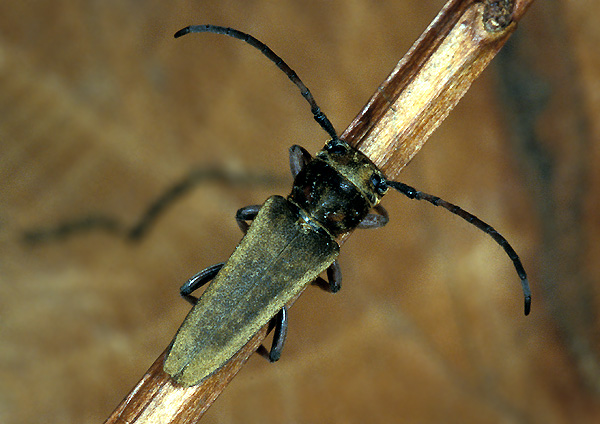 Phytoecia cephalotes