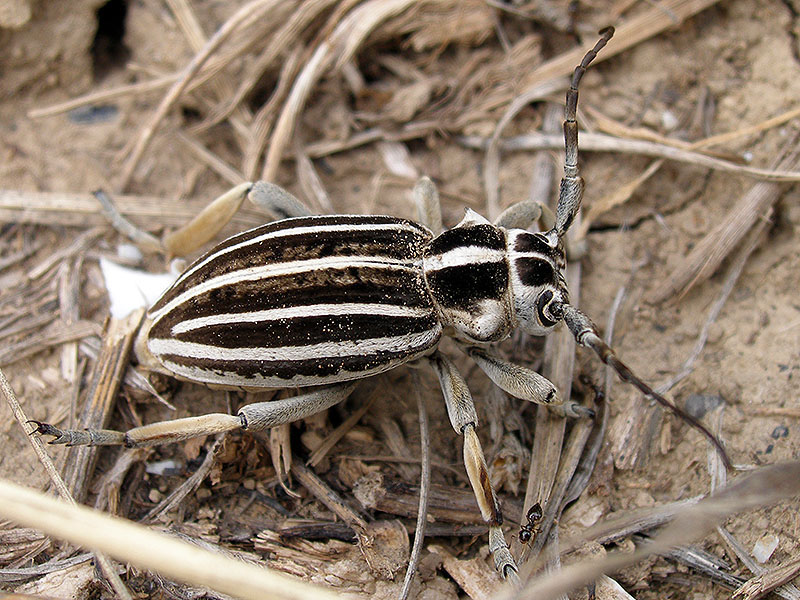 Dorcadion grande - female