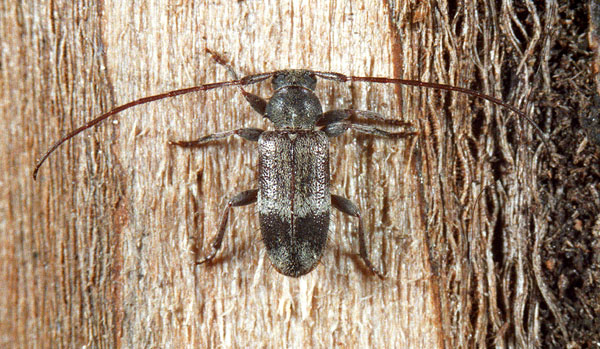 Exocentrus lusitanus