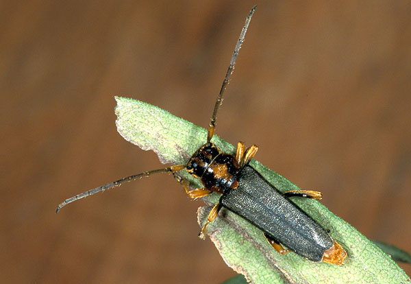 Phytoecia imperialis