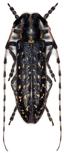 Agapanthia irrorata