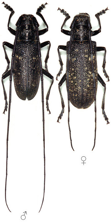 Monochamus sutor sutor