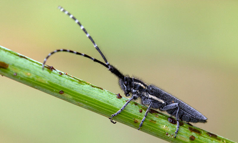 Agapanthia maculicornis maculicornis