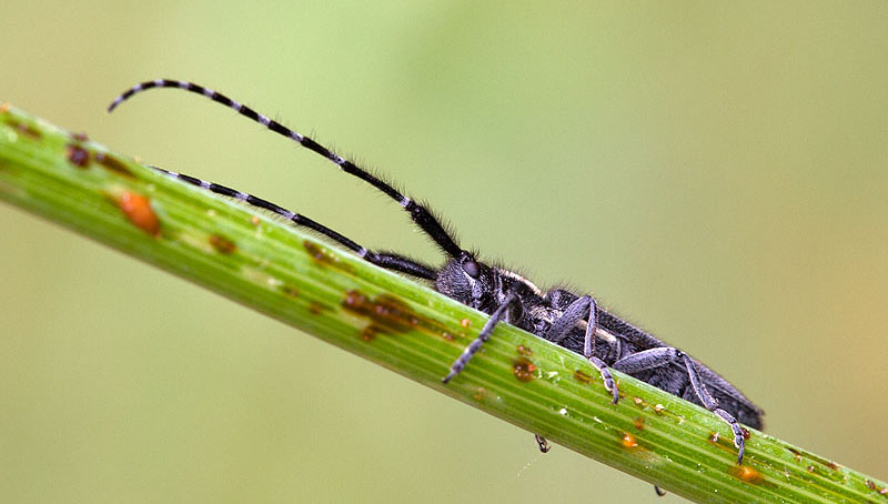 Agapanthia maculicornis maculicornis