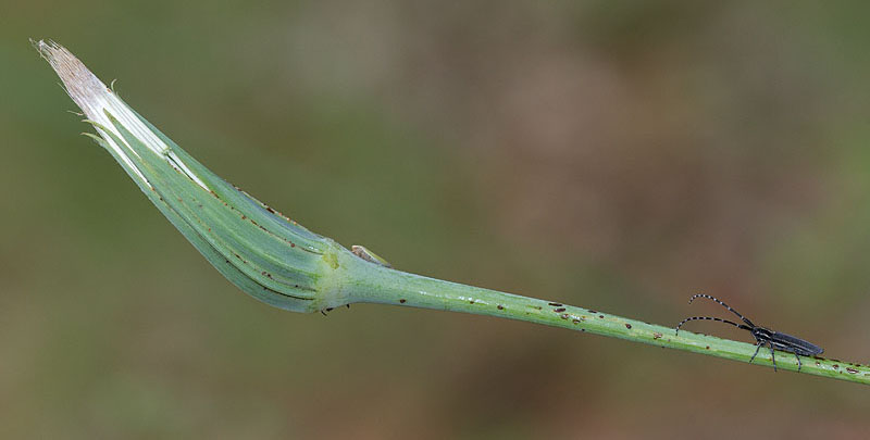 Agapanthia maculicornis maculicornis