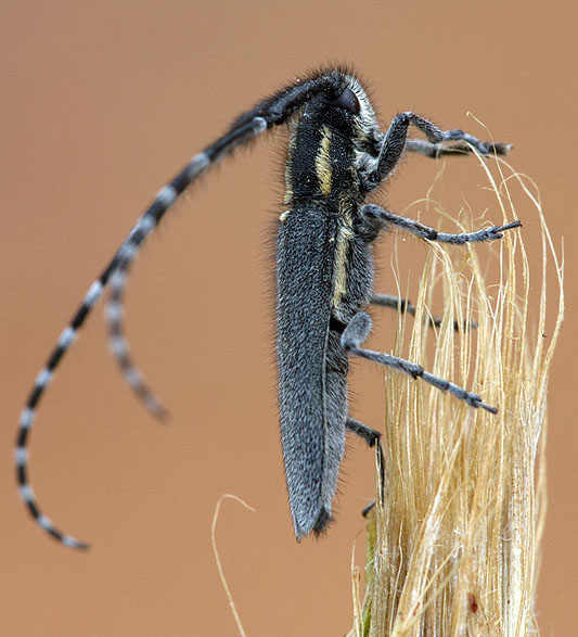 Agapanthia maculicornis maculicornis