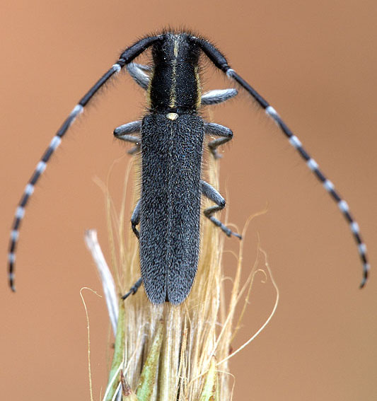 Agapanthia maculicornis maculicornis