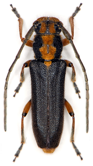 Phytoecia waltli