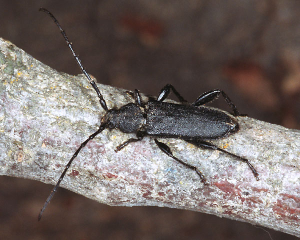 Ropalopus macropus