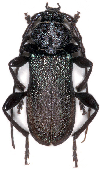 Ropalopus siculus