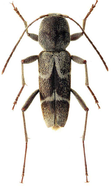 Pseudosphegesthes bergeri