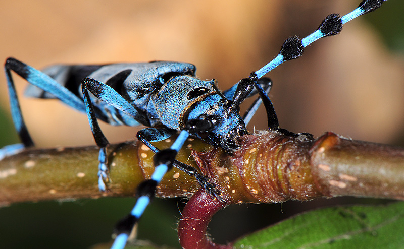 Rosalia alpina