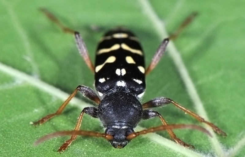 Plagionotus arcuatus multiinterruptus - female