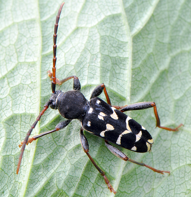 Plagionotus arcuatus multiinterruptus