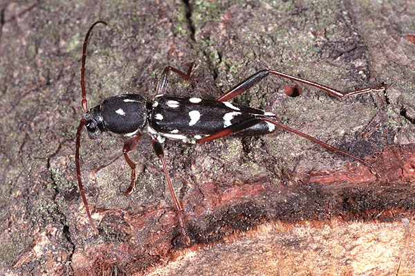 Isotomus speciosus