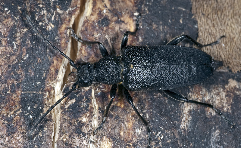 Stictoleptura scutellata 