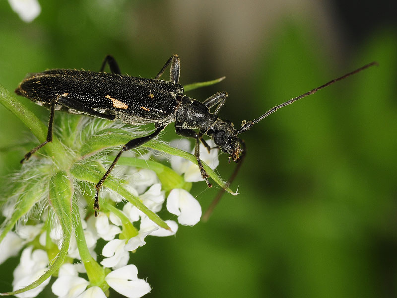 Leptorhabdium illyricum