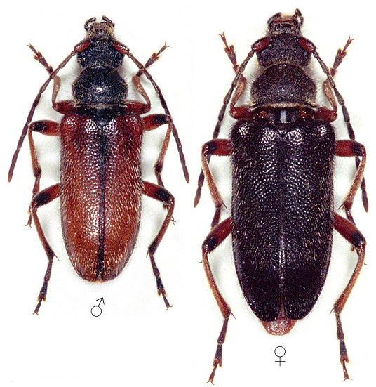 Cortodera aestiva