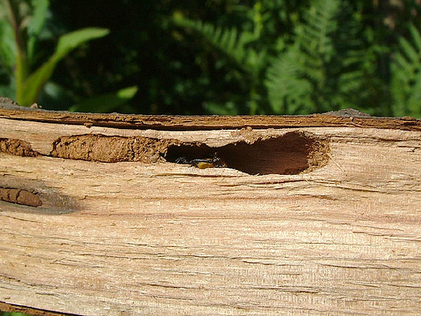 Trichoferus pallidus - gallery