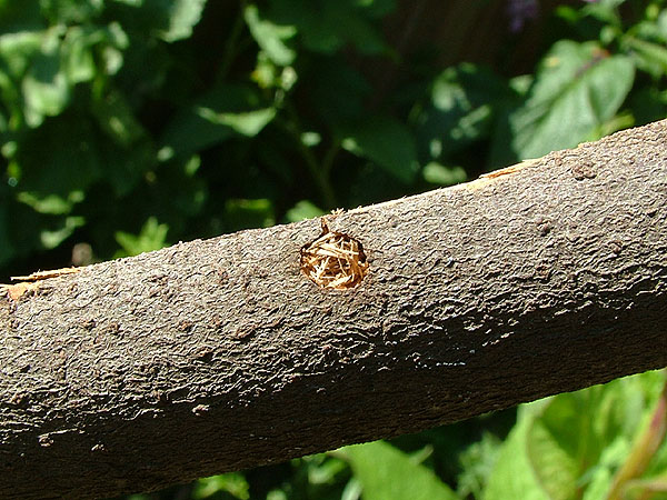 Trichoferus pallidus - gallery