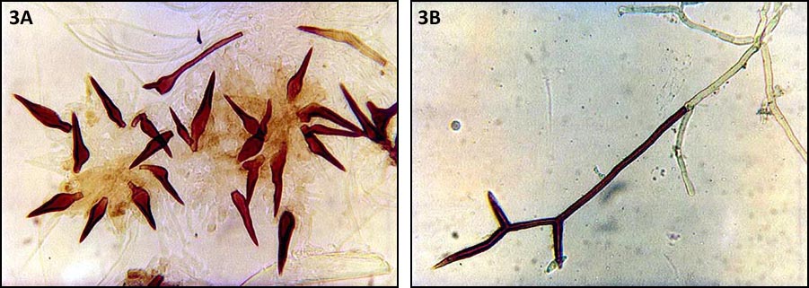 Necydalis ulmi - Inonotus